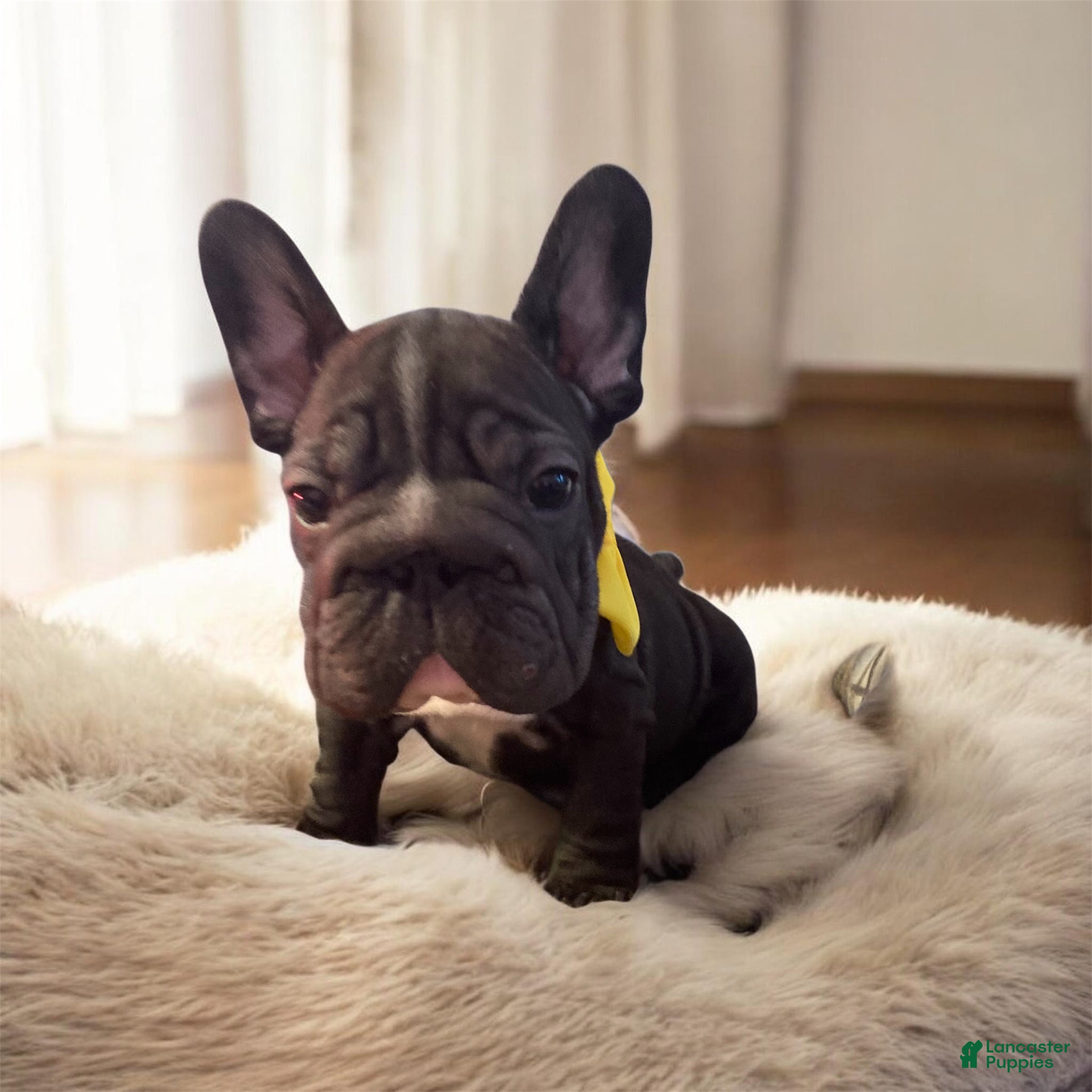 French Bulldog dogs Junior  - Ad 23