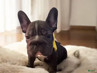 French Bulldog dogs Junior - Ad 23