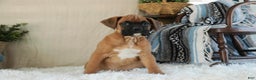Boxer dogs for sale: Cleo - Ad 5