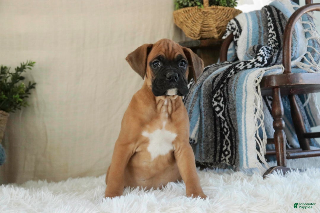 Boxer dogs for sale: Cleo - Ad 5