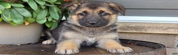 German Shepherd dogs for sale: Aurora - Ad 3