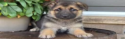 German Shepherd dogs for sale: Aurora - Ad 3