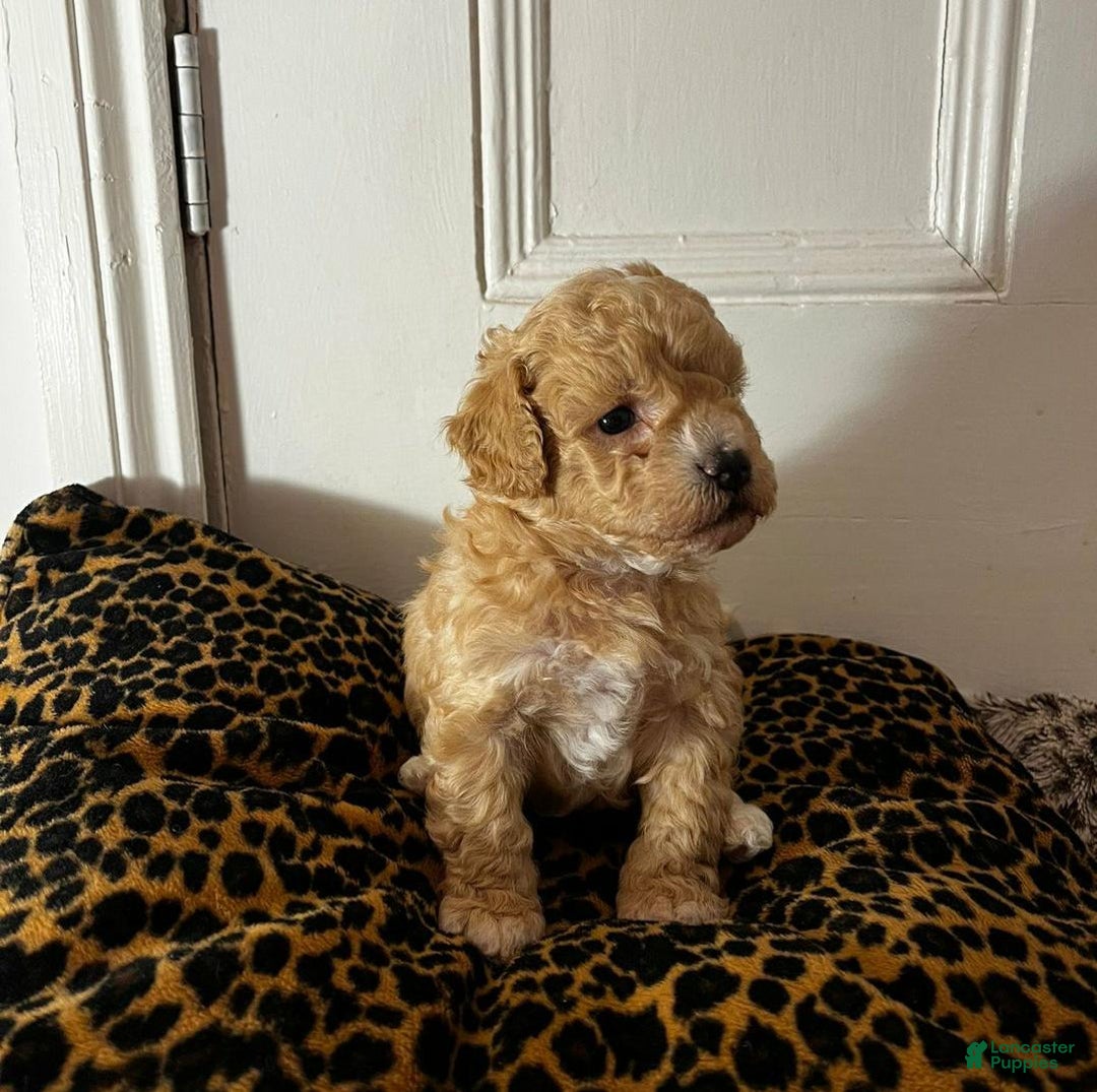 Maltipoo dogs for sale: Sara - Ad 6