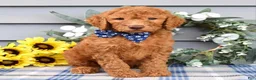 Standard Poodle dogs for sale: Richie  - Ad 6