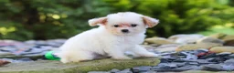Cavapoo dogs for sale: Mila - Ad 5