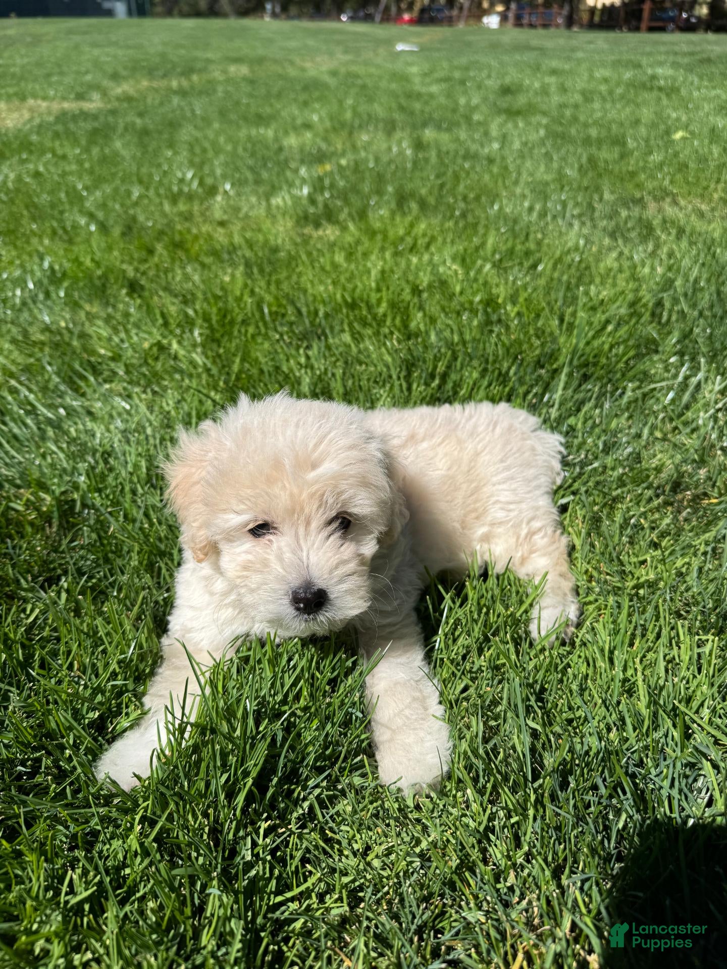 Toy Poodle dogs Toy Poodle  - Ad 11