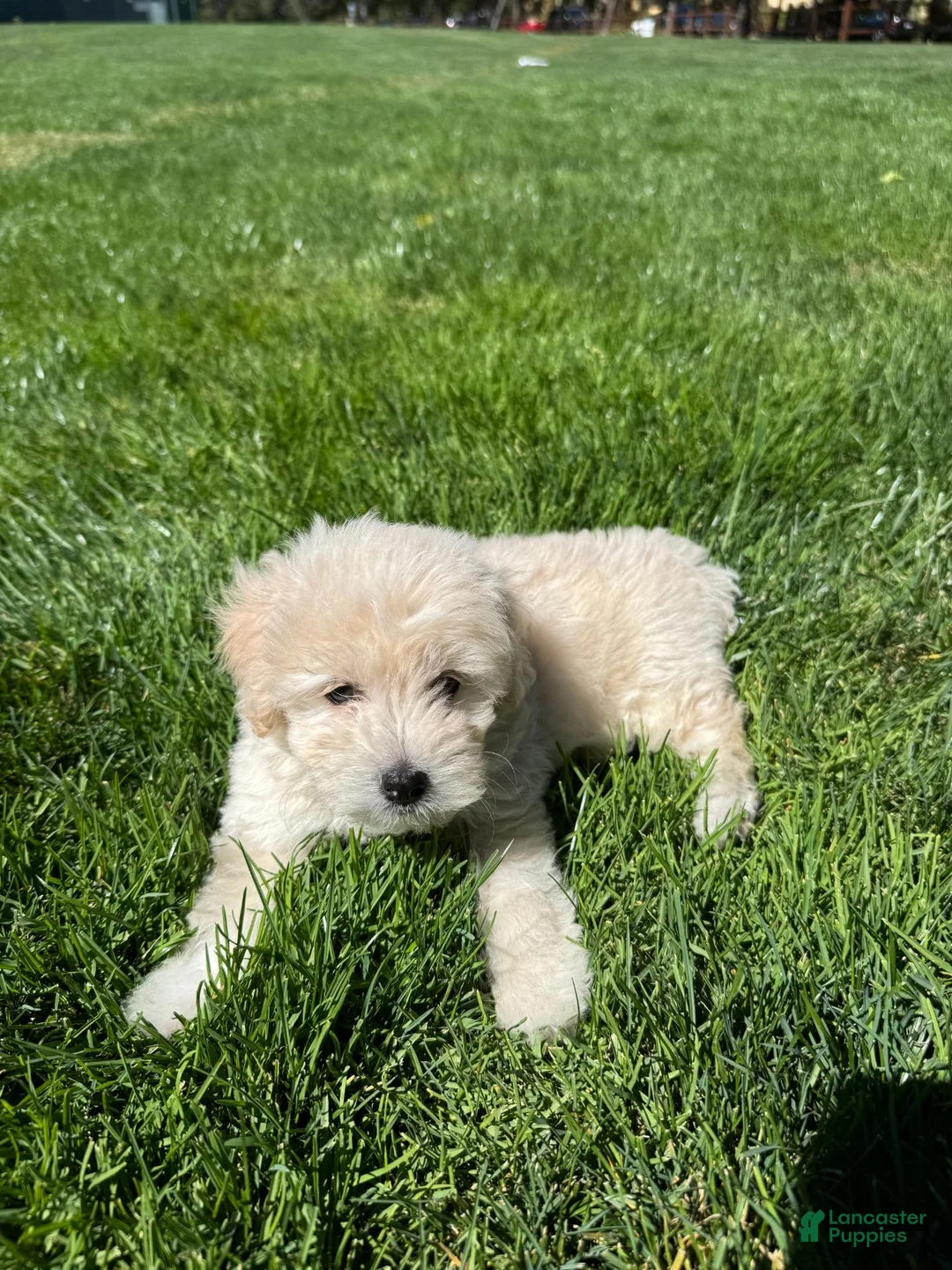Toy Poodle dogs for sale: Toy Poodle  - Ad 1