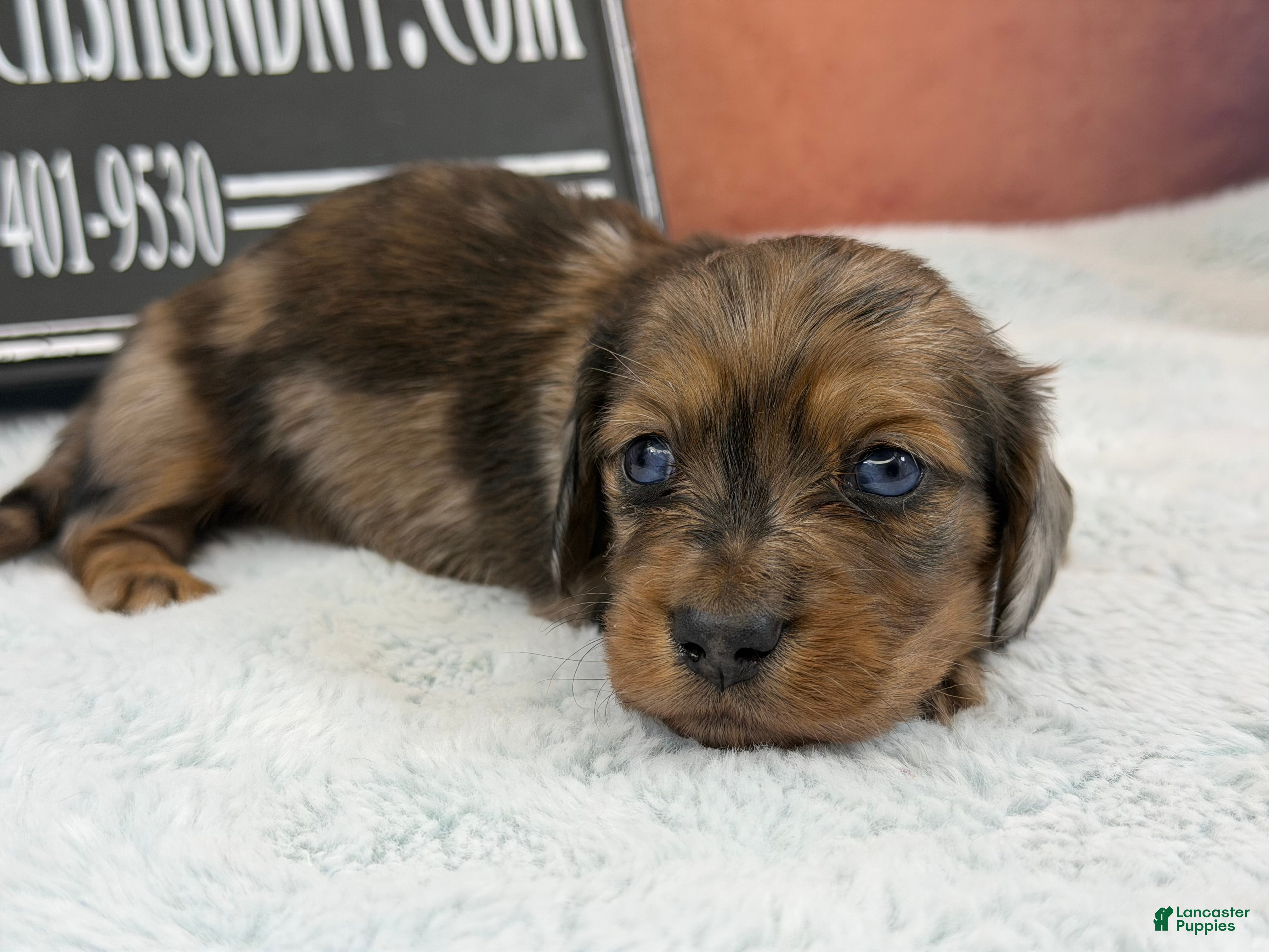 Miniature Dachshund dogs Brapple boy-2 blue eyes - Ad 3