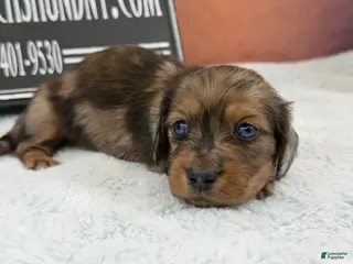 Miniature Dachshund dogs Brapple boy-2 blue eyes - Ad 3