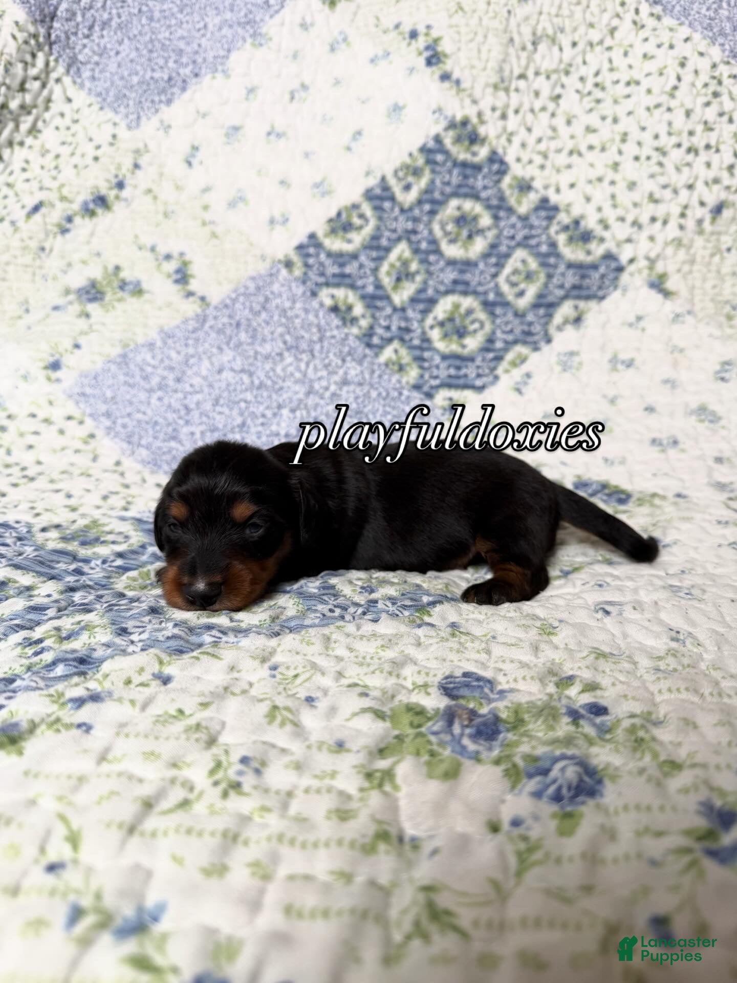 Dachshund dogs AKC Black and Tan Long Haired Male Dachshund ALL CLEAR - Ad 34