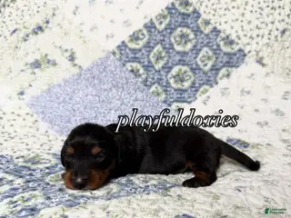 Dachshund dogs AKC Black and Tan Long Haired Male Dachshund ALL CLEAR - Ad 3