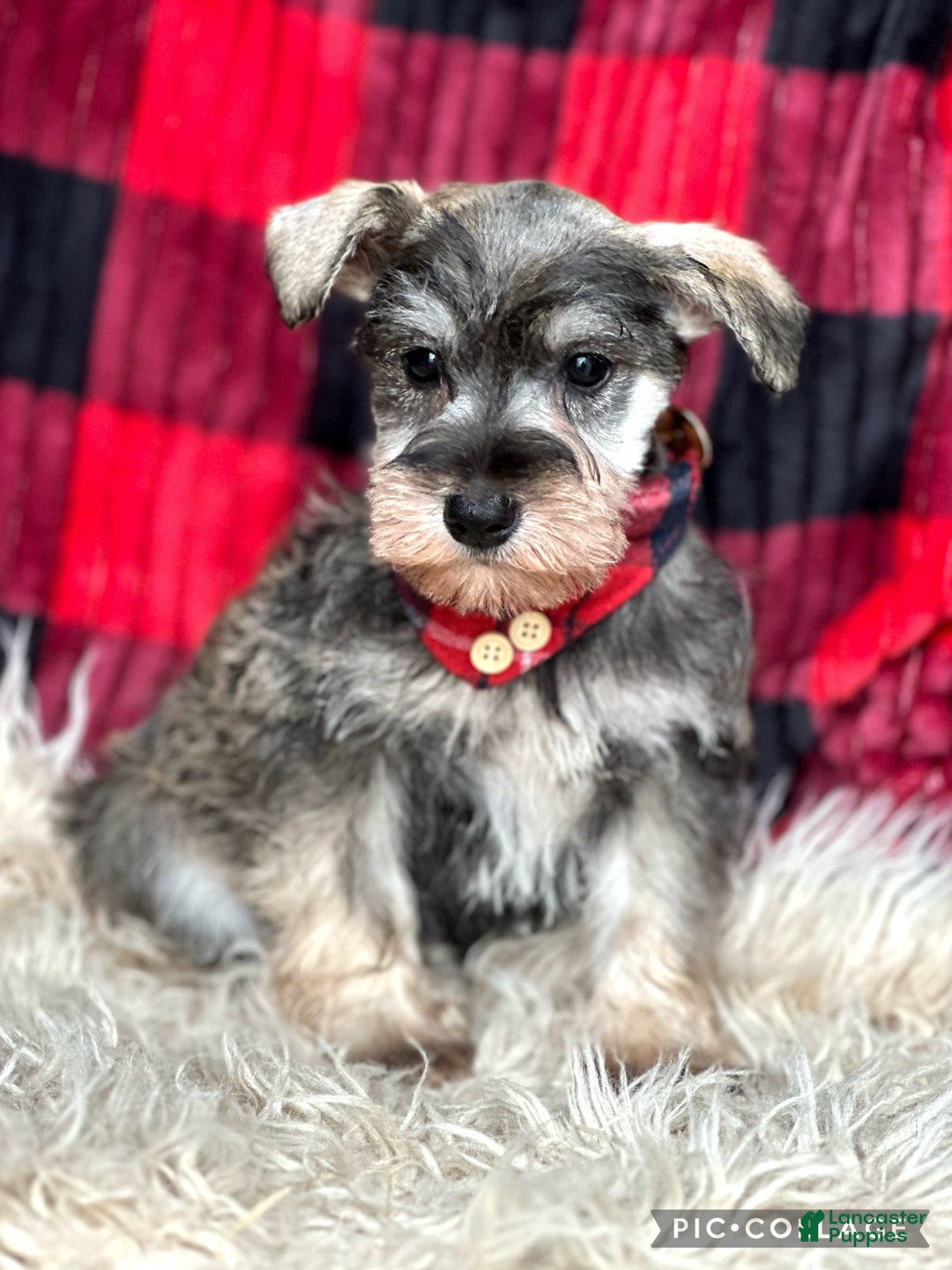 Miniature Schnauzer dogs for sale: Raven - Ad 2