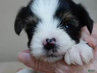 Yorkshire Terrier dogs Leo 14 ounces!!!!!!!!!!!! - Ad 15