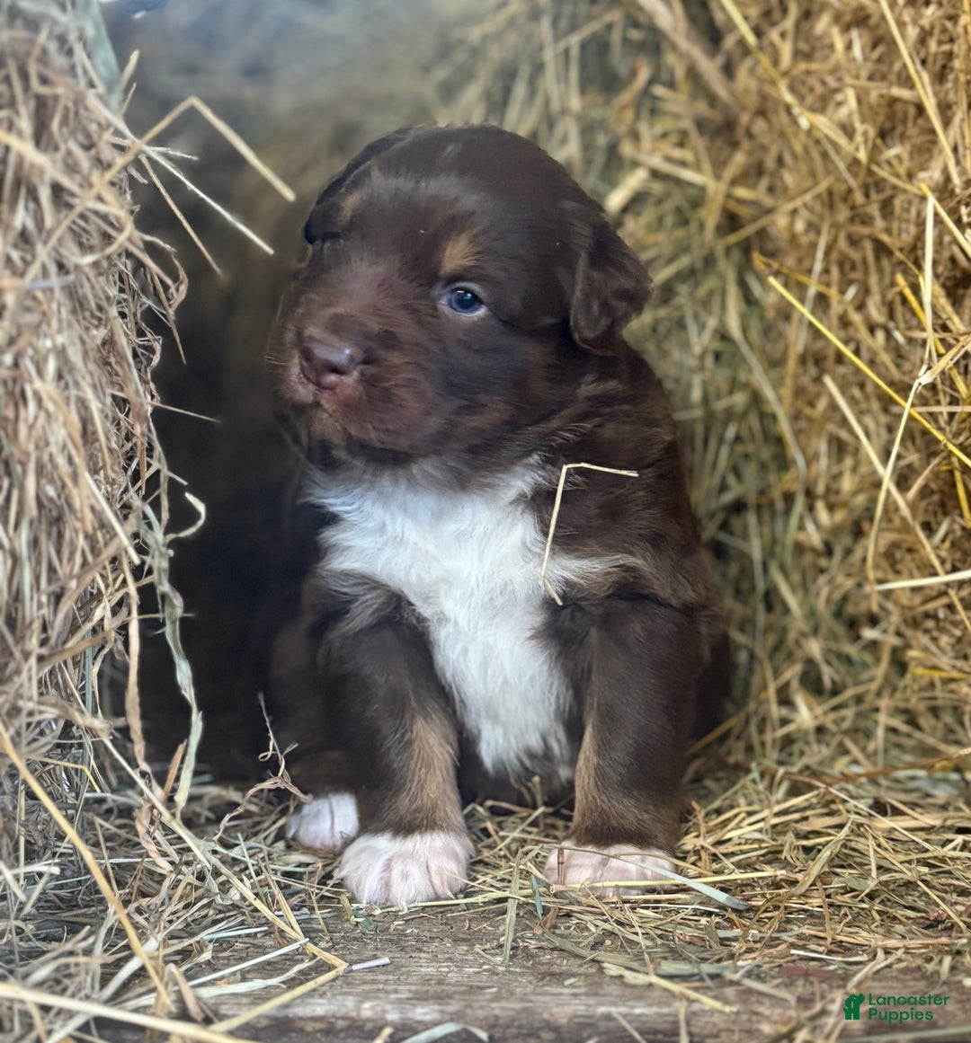 Australian Shepherd dogs for sale: Lara - Ad 4