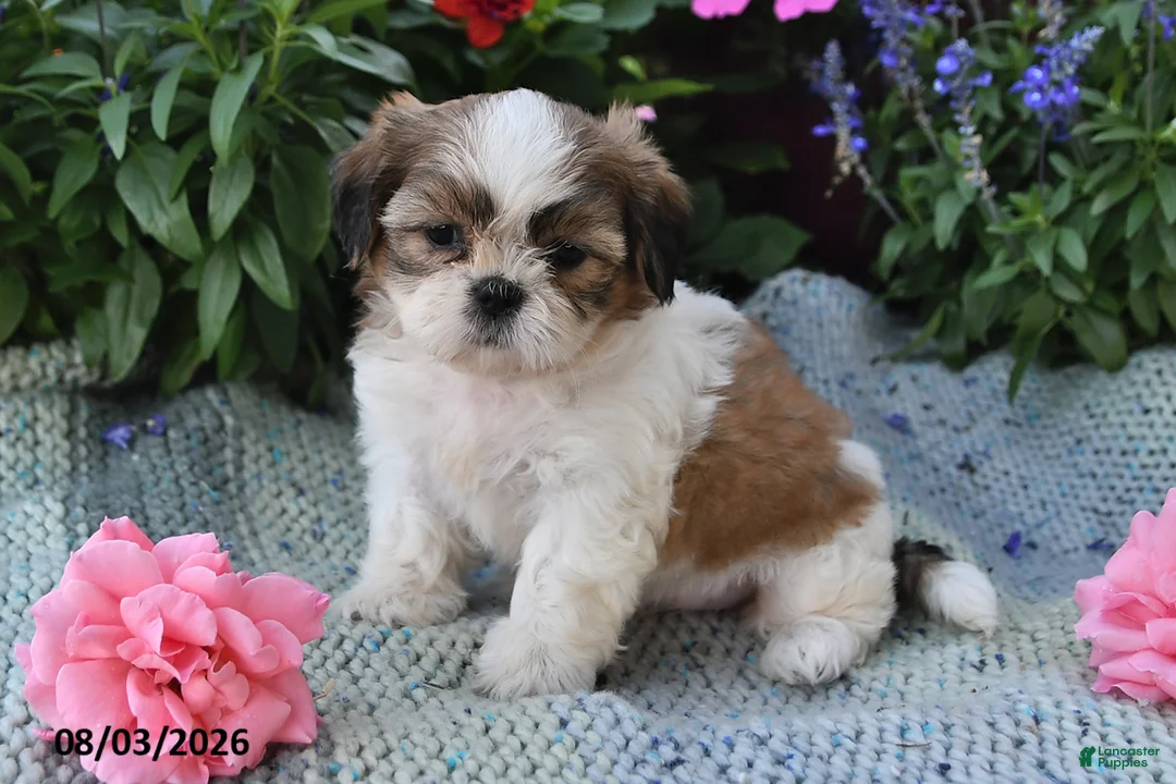 Shih Tzu dogs for sale: Sadie Rose - Ad 2