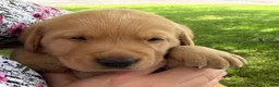 Labrador Retriever dogs for sale: Milo - Ad 2