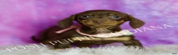 Miniature Dachshund dogs for sale: Sweet Kisses AKC - Ad 2