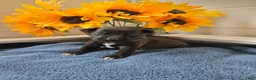 Mixed Breed dogs for sale: Timon (neon green collar) - Ad 3
