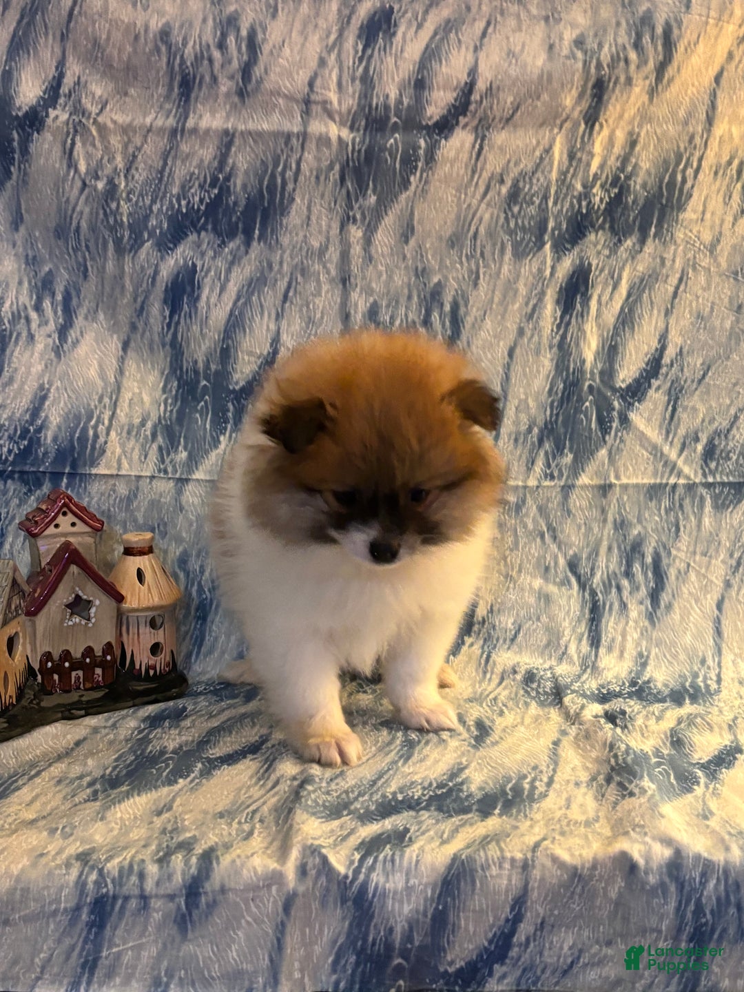 Pomeranian dogs for sale: Sam - Ad 5