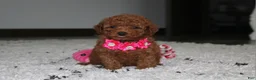 Toy Poodle dogs for sale: Beauty - Ad 4