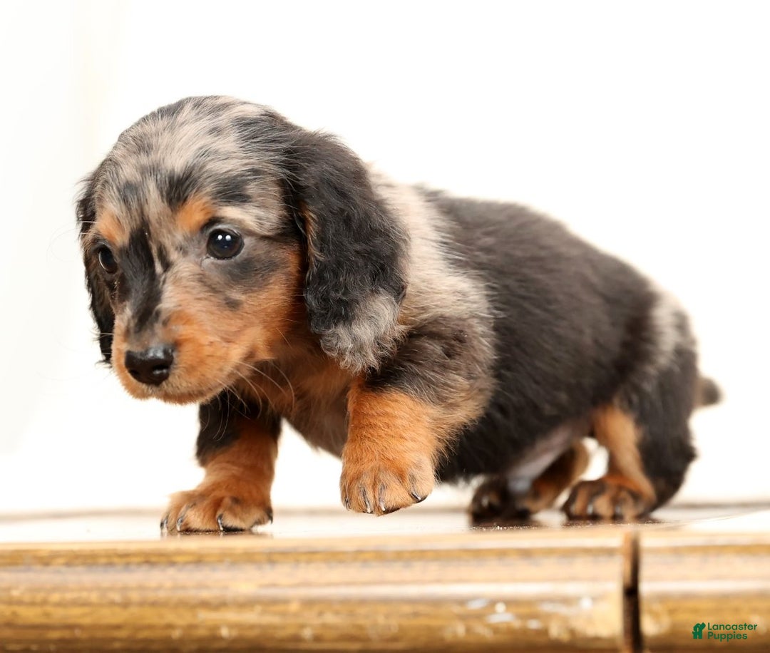 Miniature Dachshund dogs for sale: Todd - Ad 7