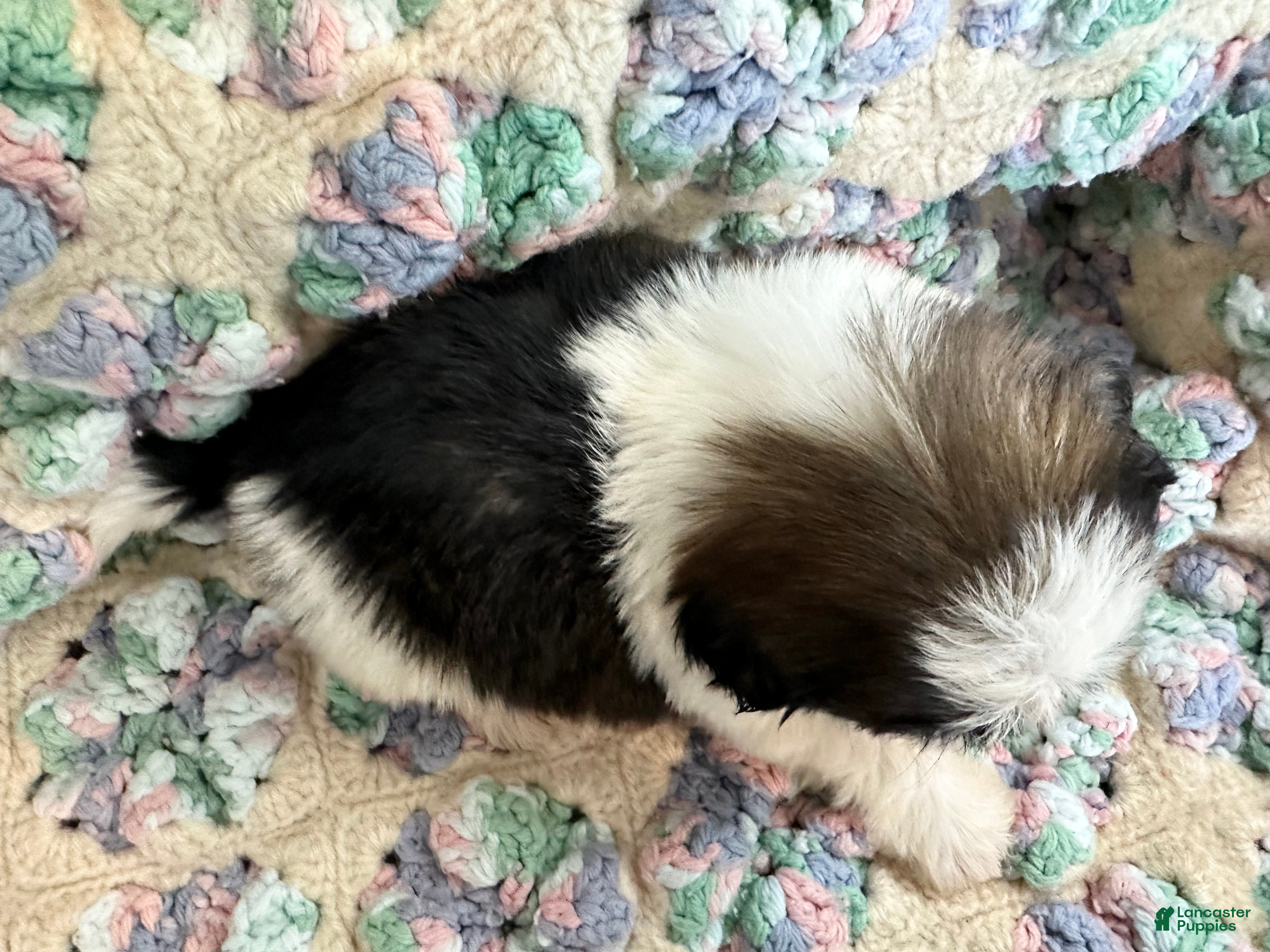 Shih Tzu dogs Shih Tzu 4 - Ad 2