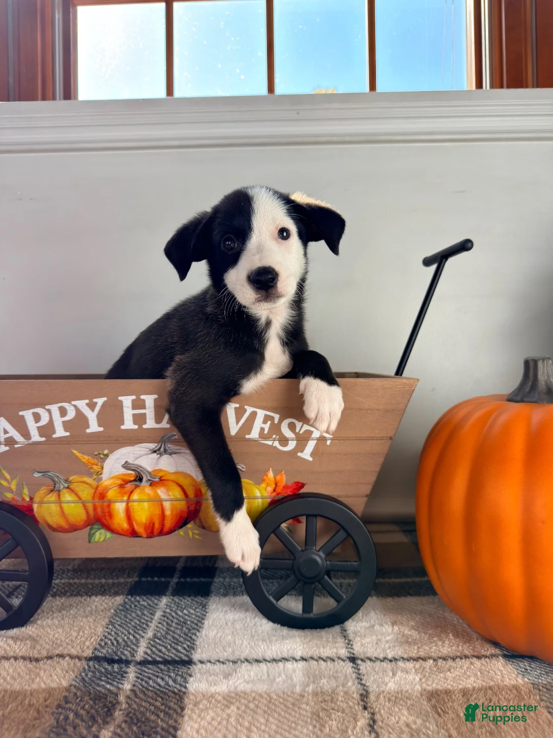 Border Collie dogs for sale: Honey - Ad 2