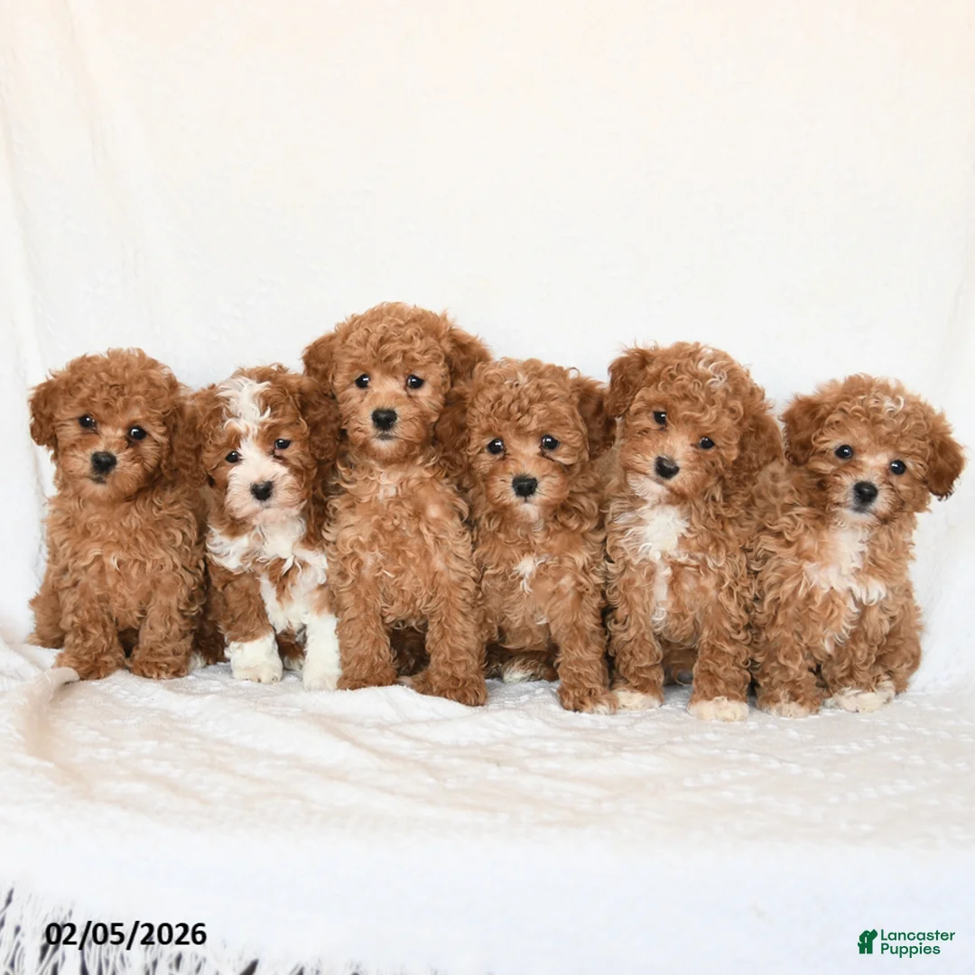 Miniature Poodle dogs for sale: Happy - Ad 5