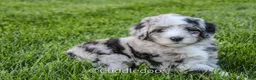 Sheepadoodle dogs for sale: Rose - Ad 1