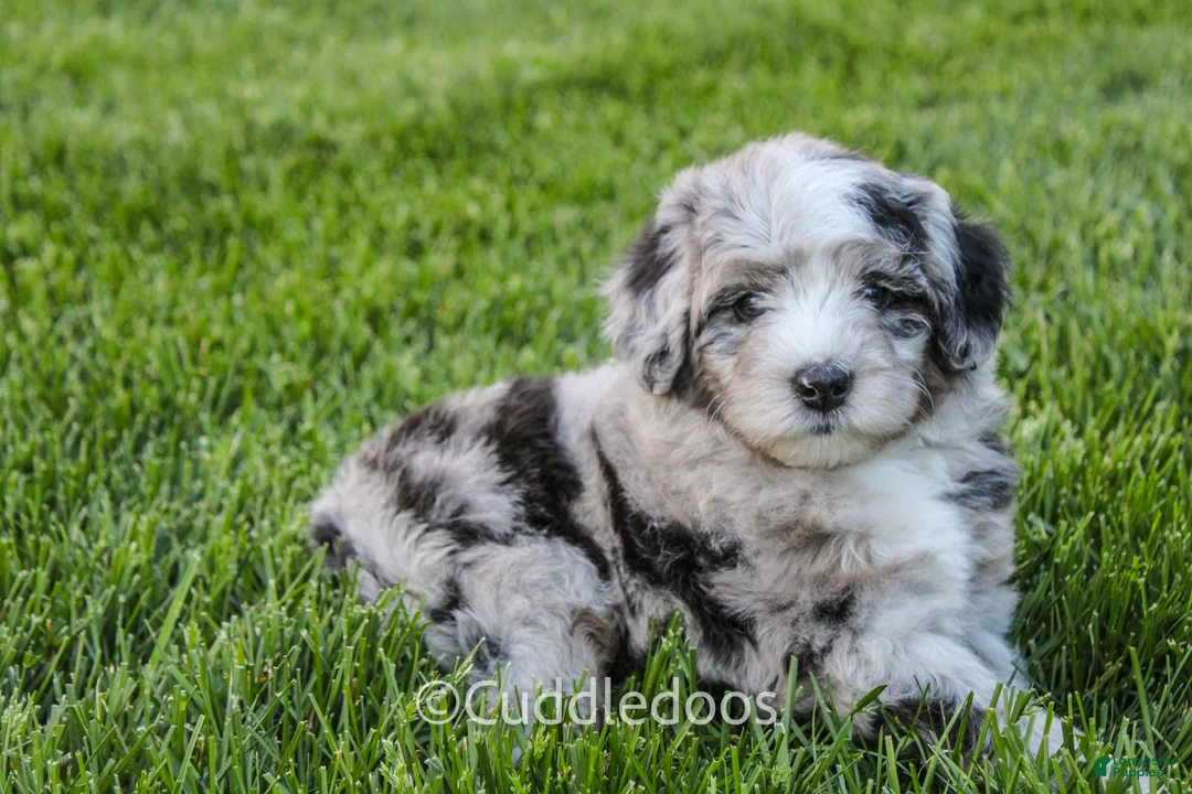 Sheepadoodle dogs for sale: Rose - Ad 1