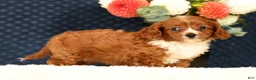 Cavapoo dogs for sale: Fancy - Ad 3