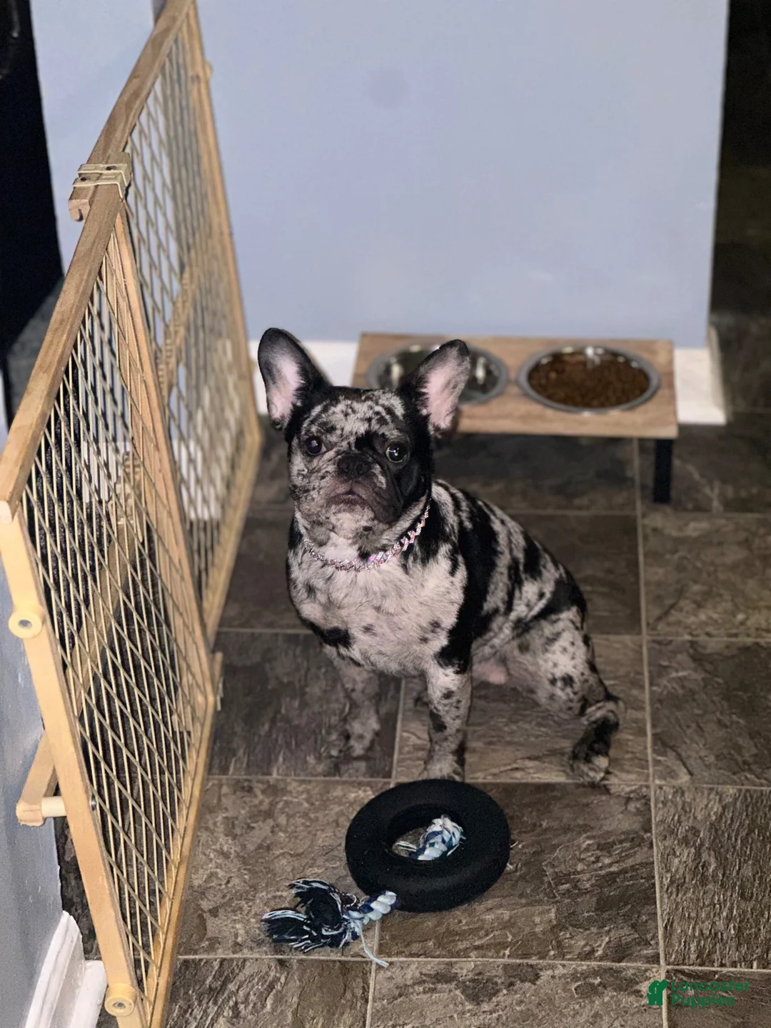 French Bulldog dogs for sale: French Bulldog 1 - Ad 3