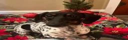 Miniature Dachshund dogs for sale: Willow - Ad 6