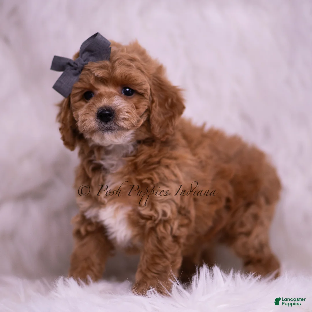 Toy Poodle dogs for sale: Milo - Ad 5