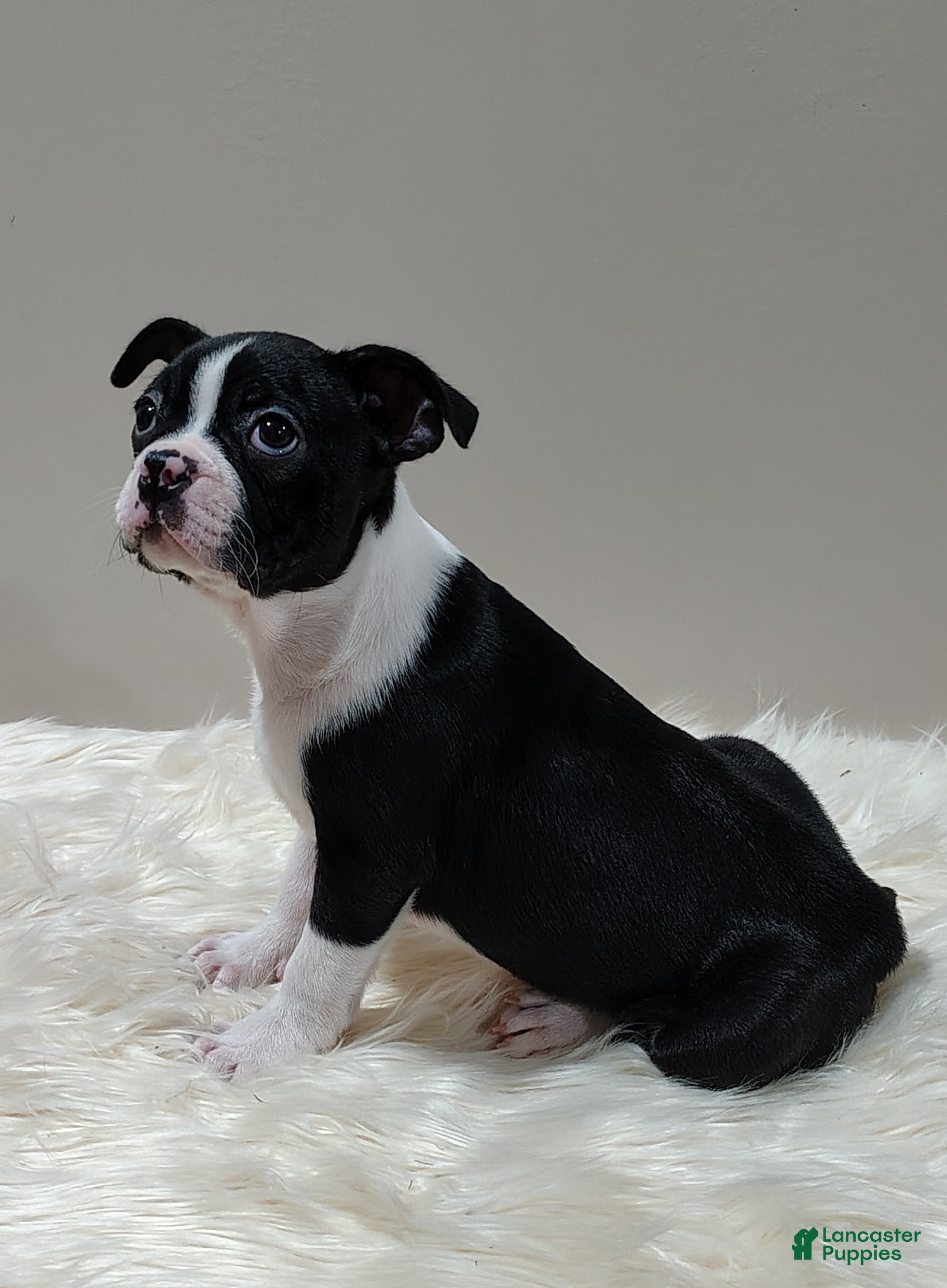 Boston Terrier dogs Boston Terrier Puppy 1 - Ad 41