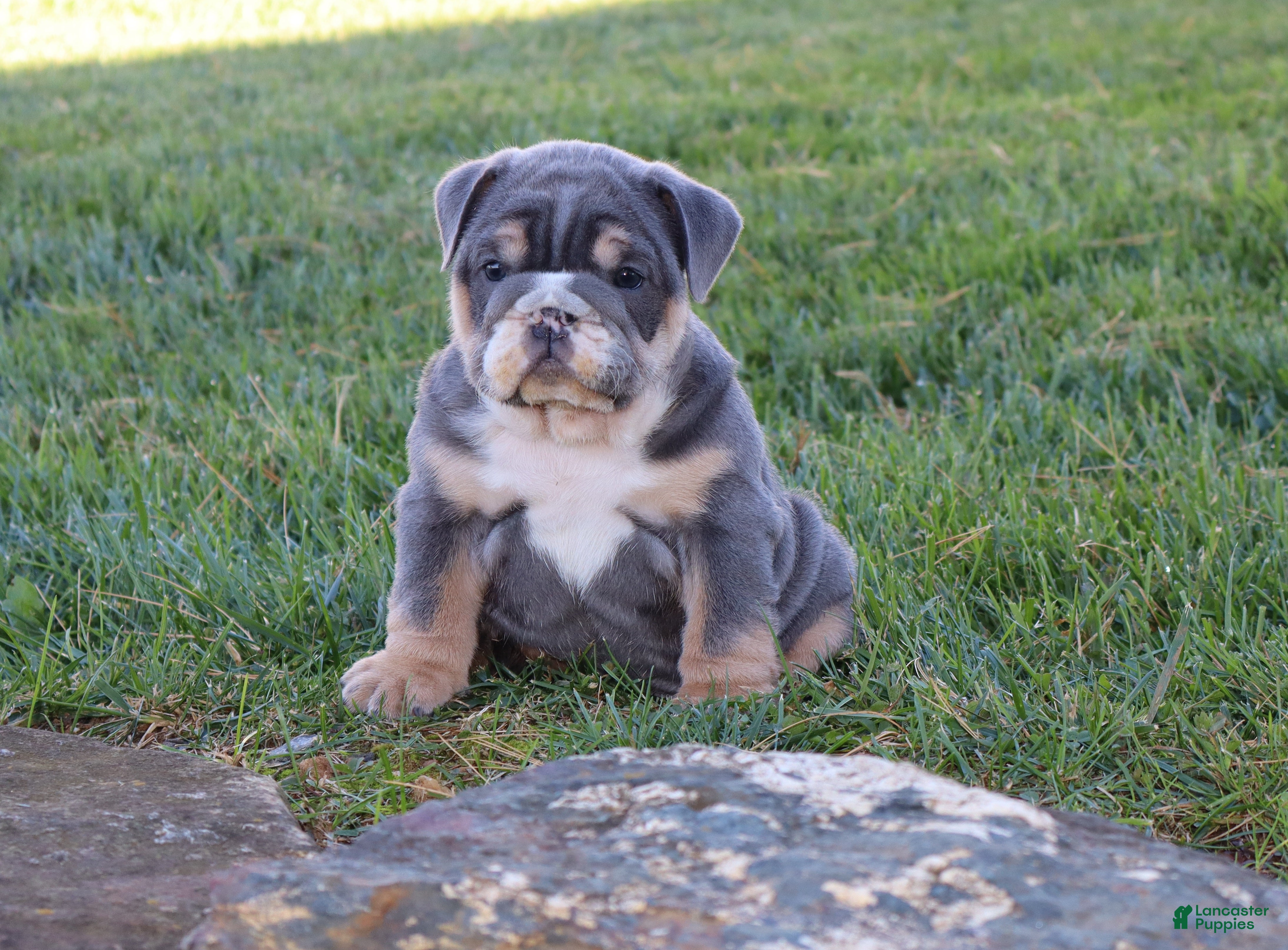 English Bulldog dogs for sale: Madalyn - Ad 2