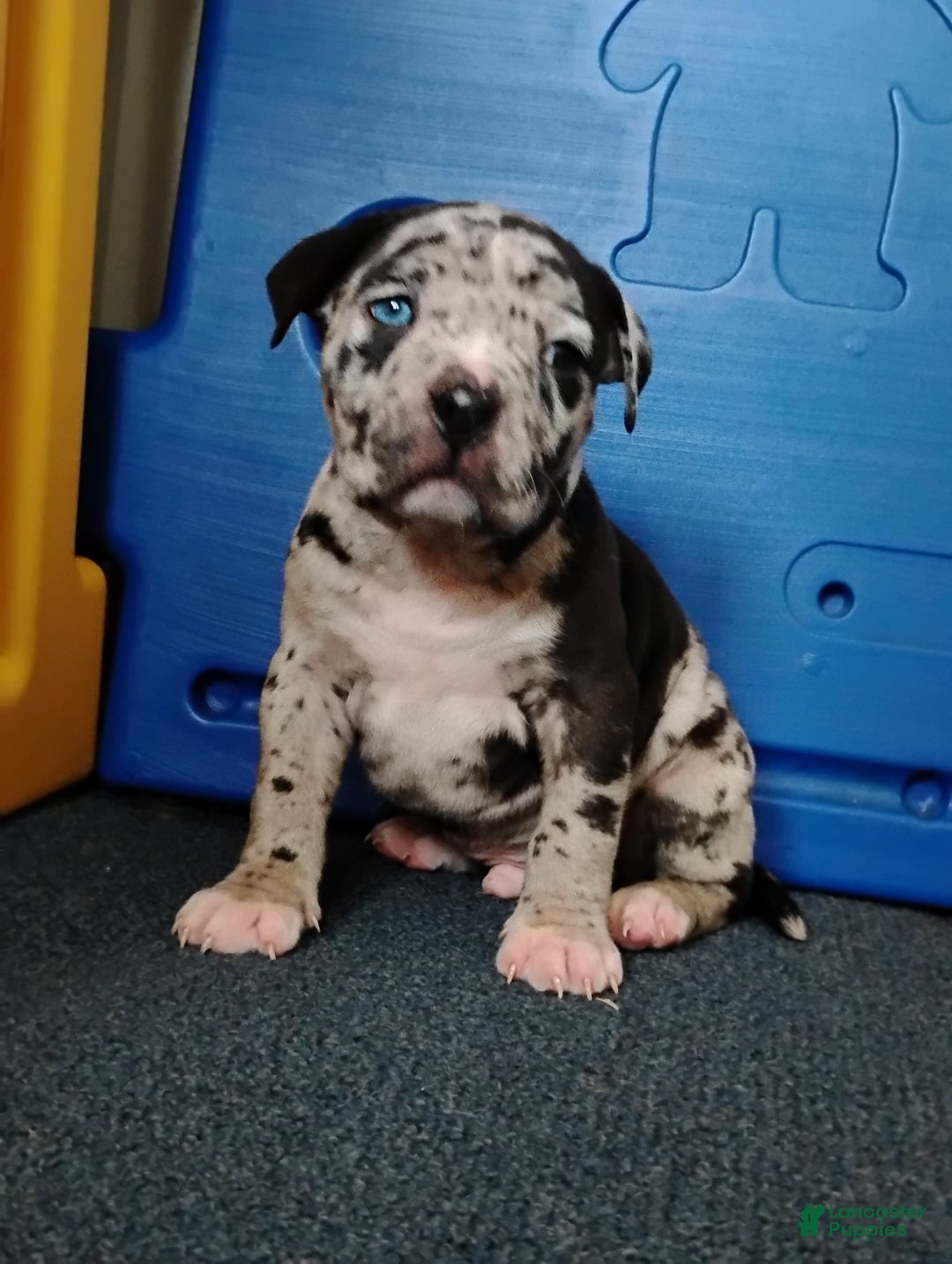 American Bully dogs for sale: KANO - Ad 5