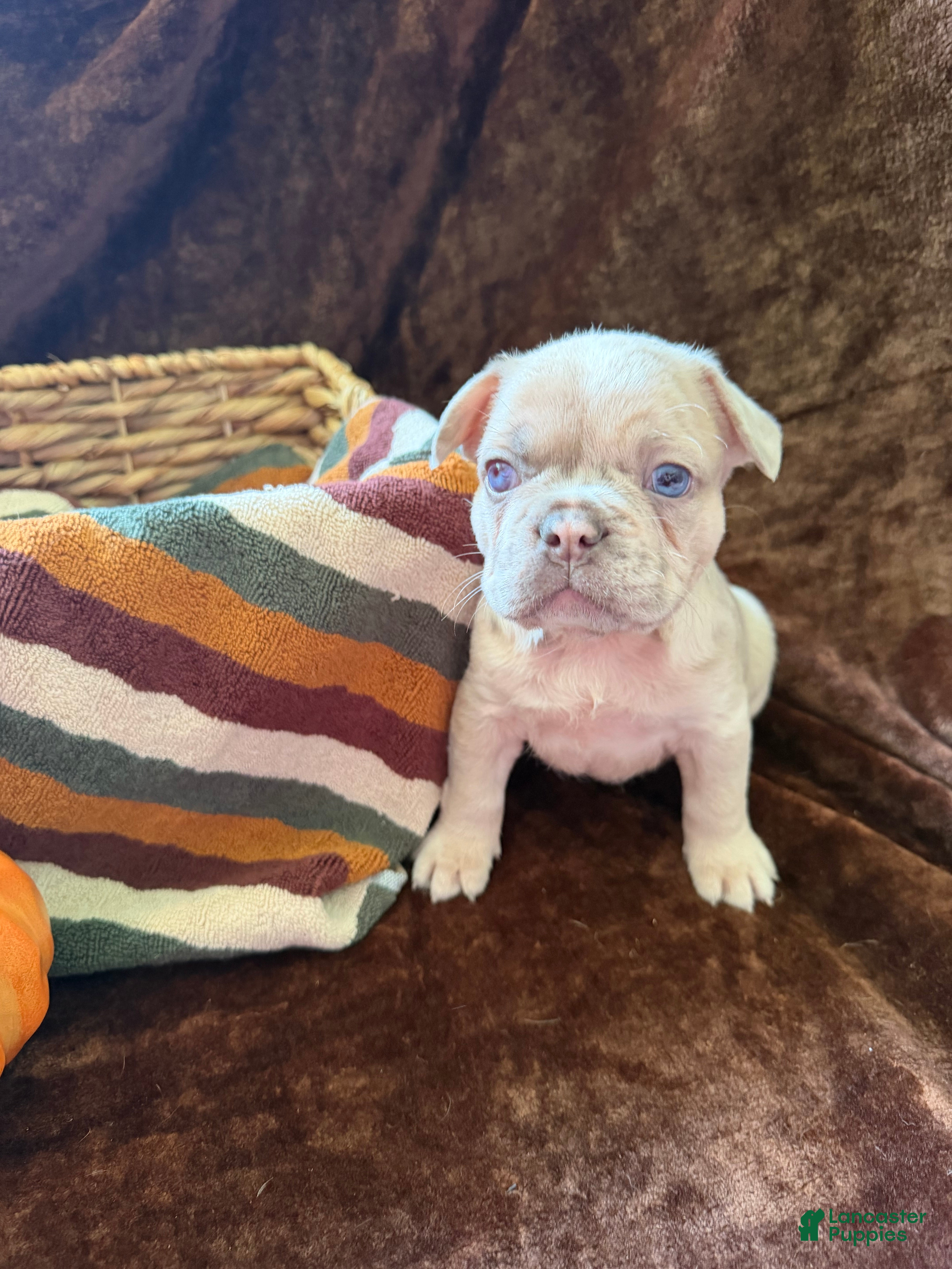 French Bulldog dogs Spot - Ad 2