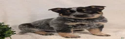Australian Cattle Dog dogs for sale: Jack  - Ad 14