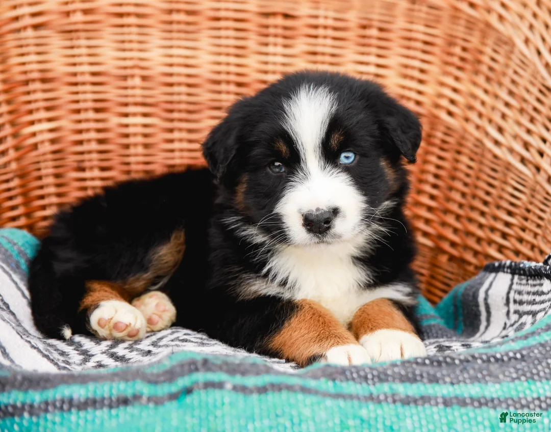 Australian Shepherd dogs for sale: Sandra - Ad 2