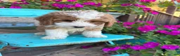 Mini Bernedoodle dogs for sale: Dolly - Ad 6