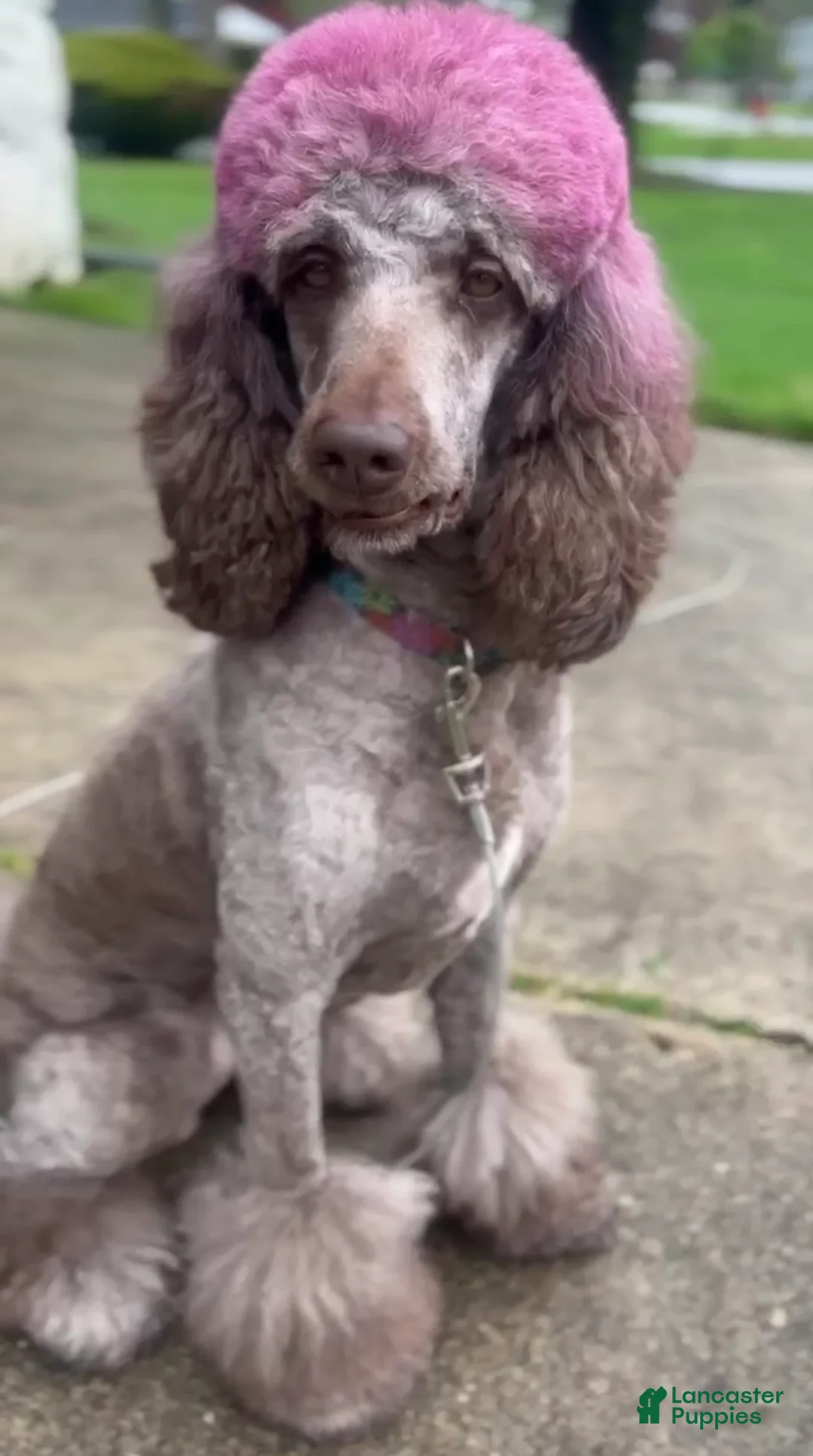 Goldendoodle dogs for sale: Goldendoodle 7 - Ad 2