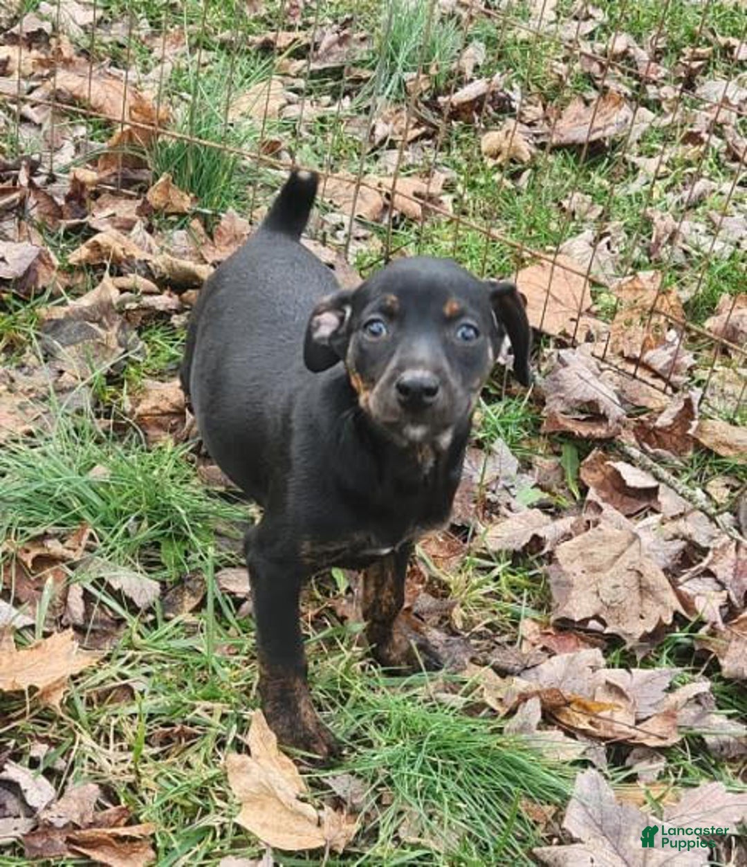 Miniature Pinscher dogs for sale: Rocko - Ad 2