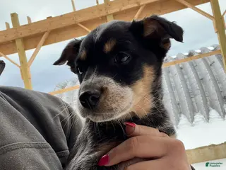 Australian Cattle Dog dogs Olivia - Ad 37