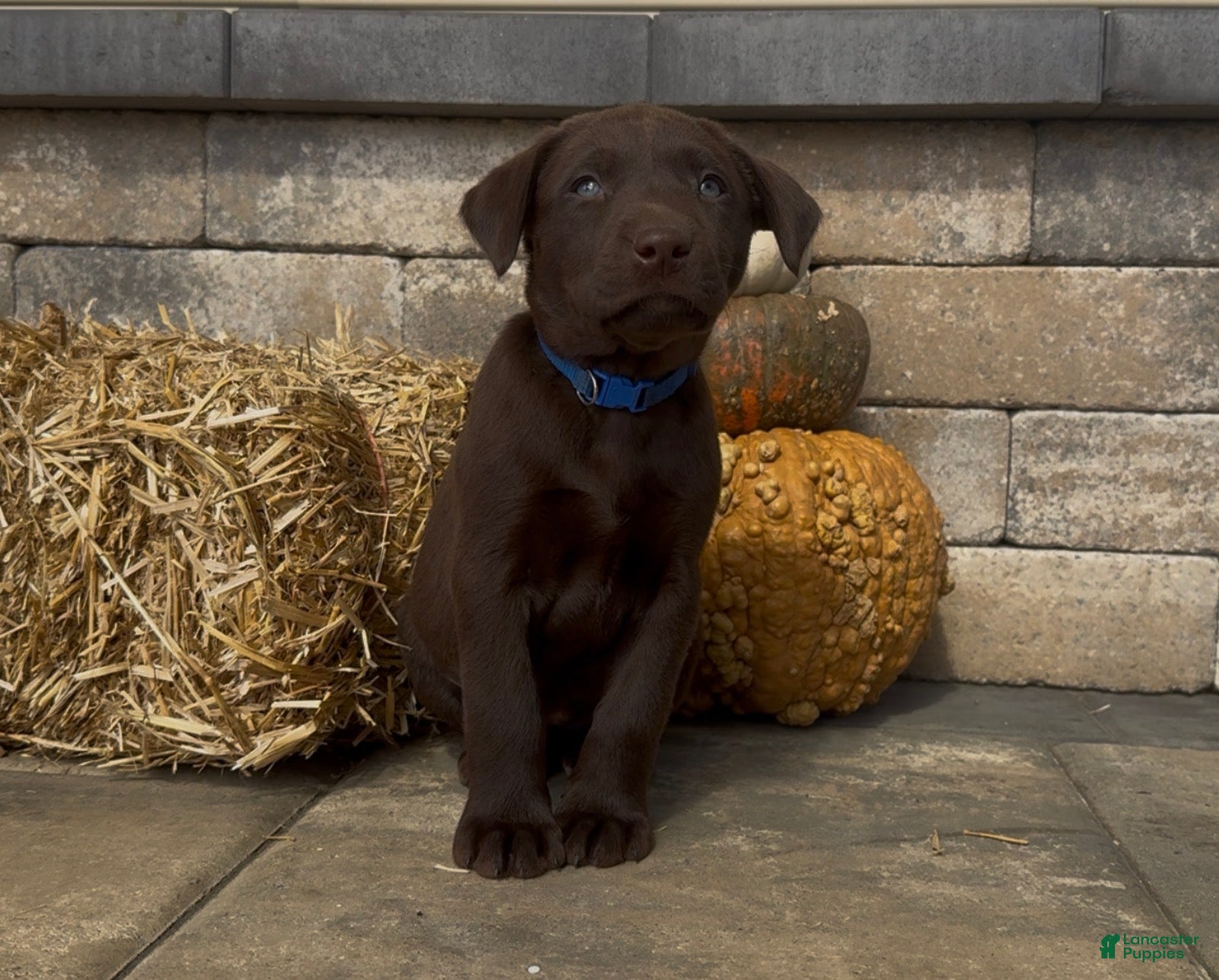 Labrador Retriever dogs Beretta - Ad 1