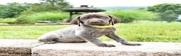German Shorthaired Pointer dogs for sale: Honey - Ad 2