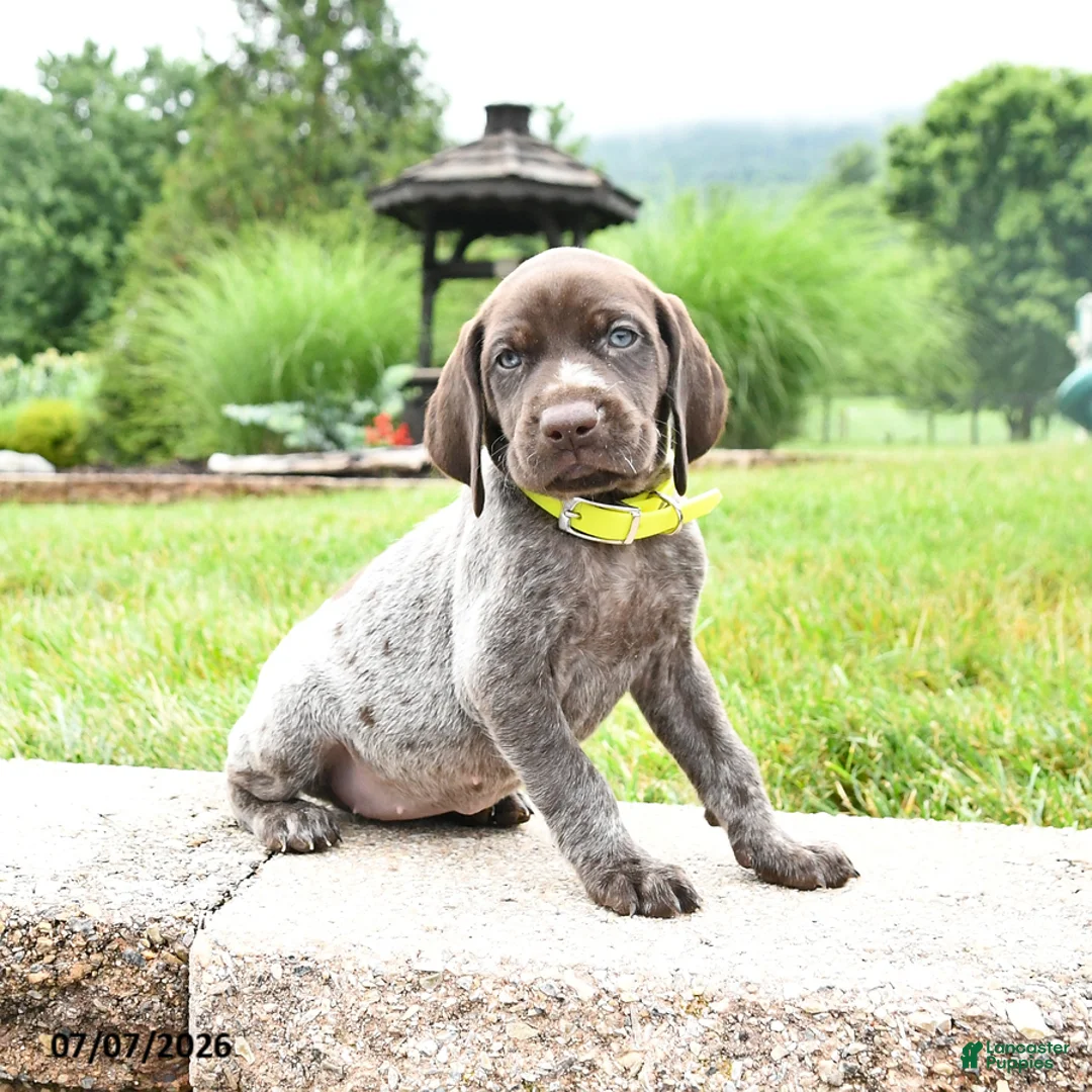 German Shorthaired Pointer dogs for sale: Honey - Ad 2