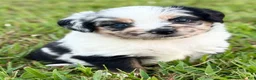 Toy Australian Shepherd dogs for sale: Lilly - Ad 4