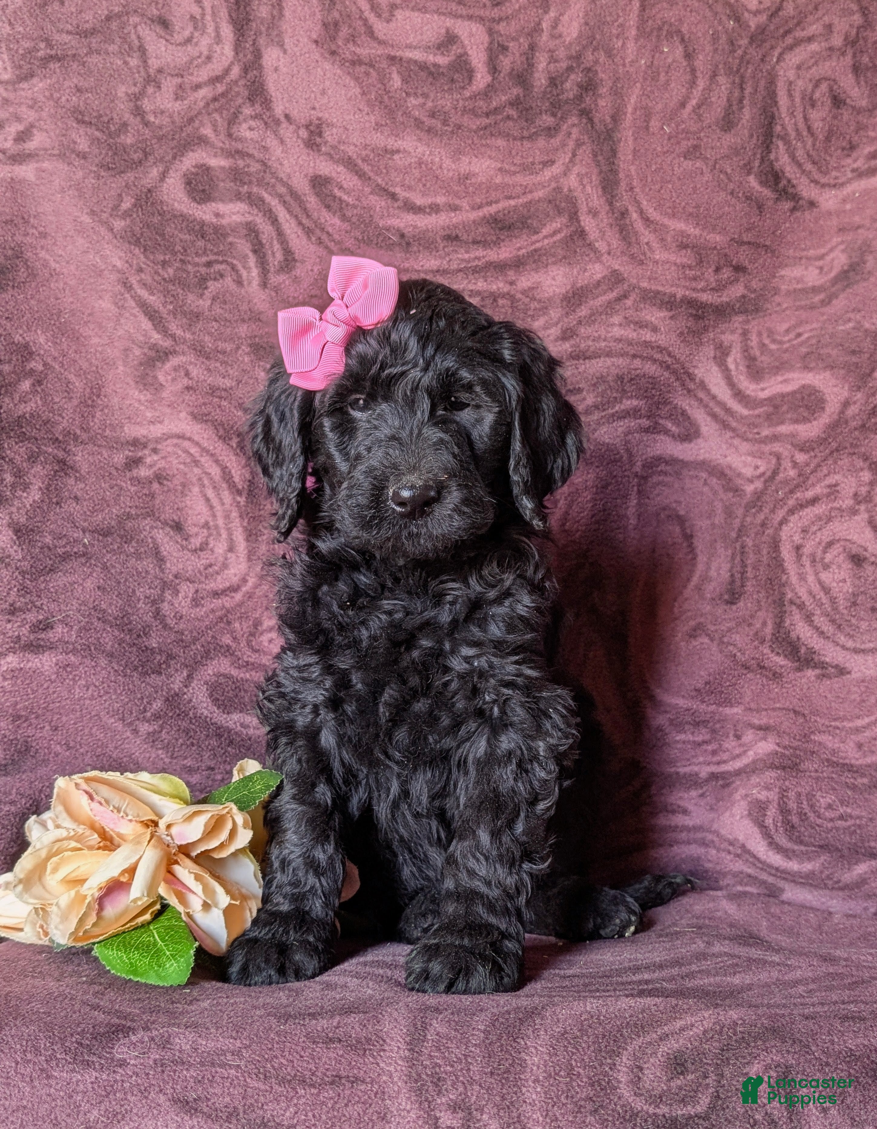 Goldendoodle dogs Eve Standard size Hypoallergenic - Ad 37