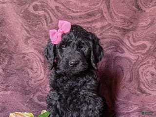 Goldendoodle dogs Eve Standard size Hypoallergenic - Ad 37